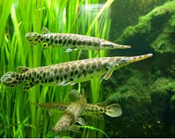 an image of types of pet fish.jpg