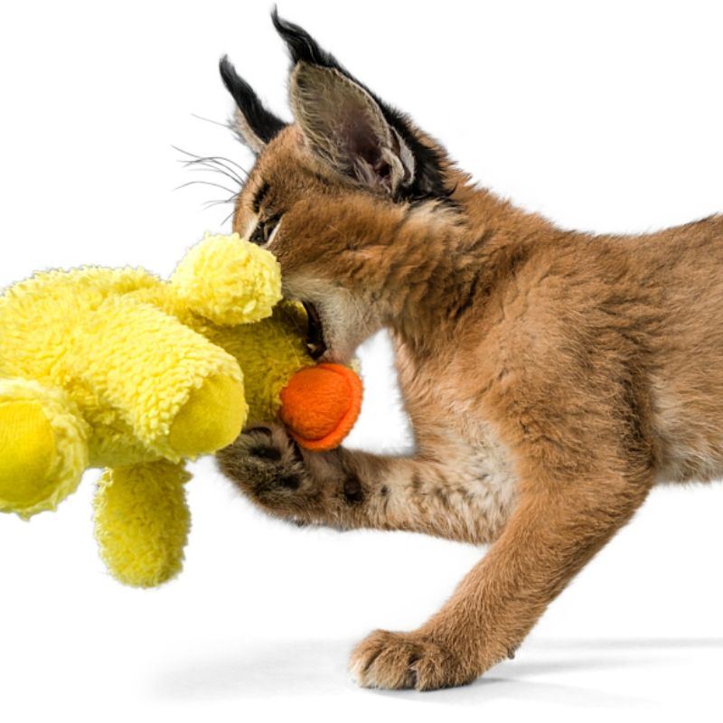 affordable cat toys