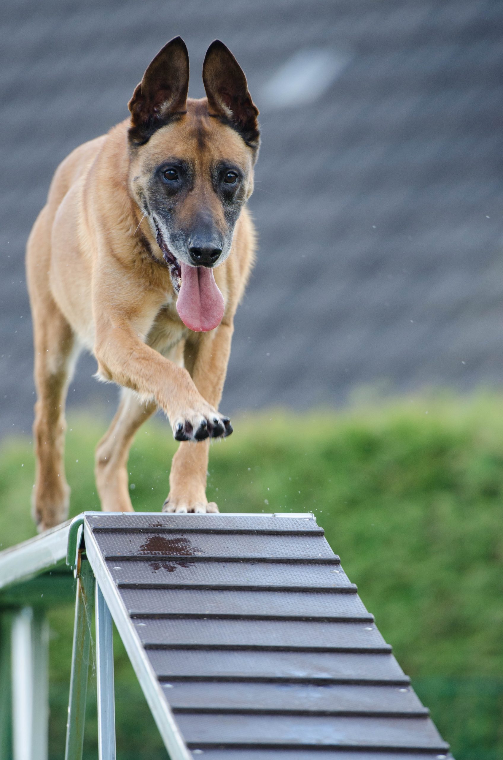 agility-animal-blur-canine