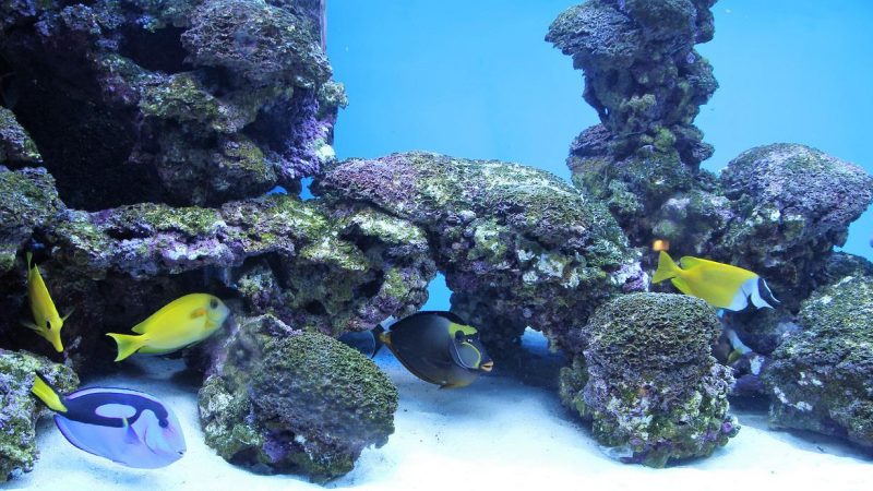 aquarium-fishes-deco-nemo-dori