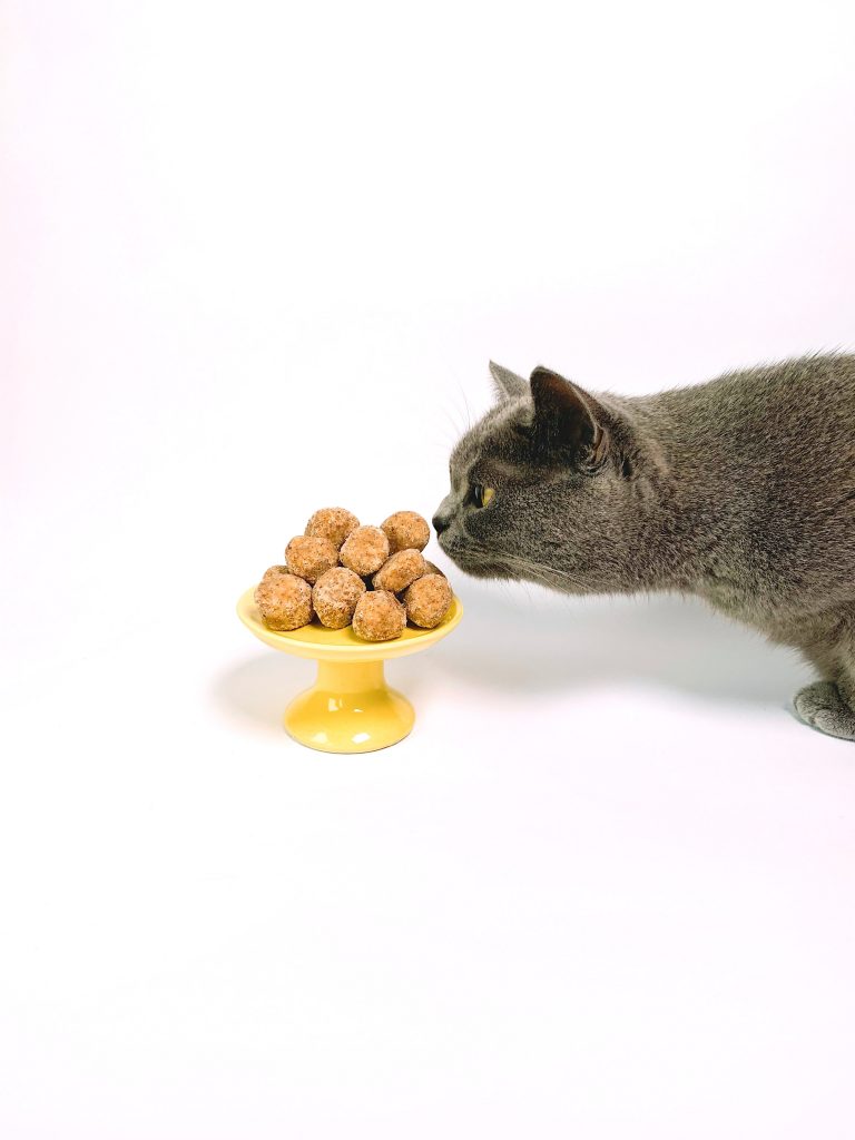cat-eating-pet-food