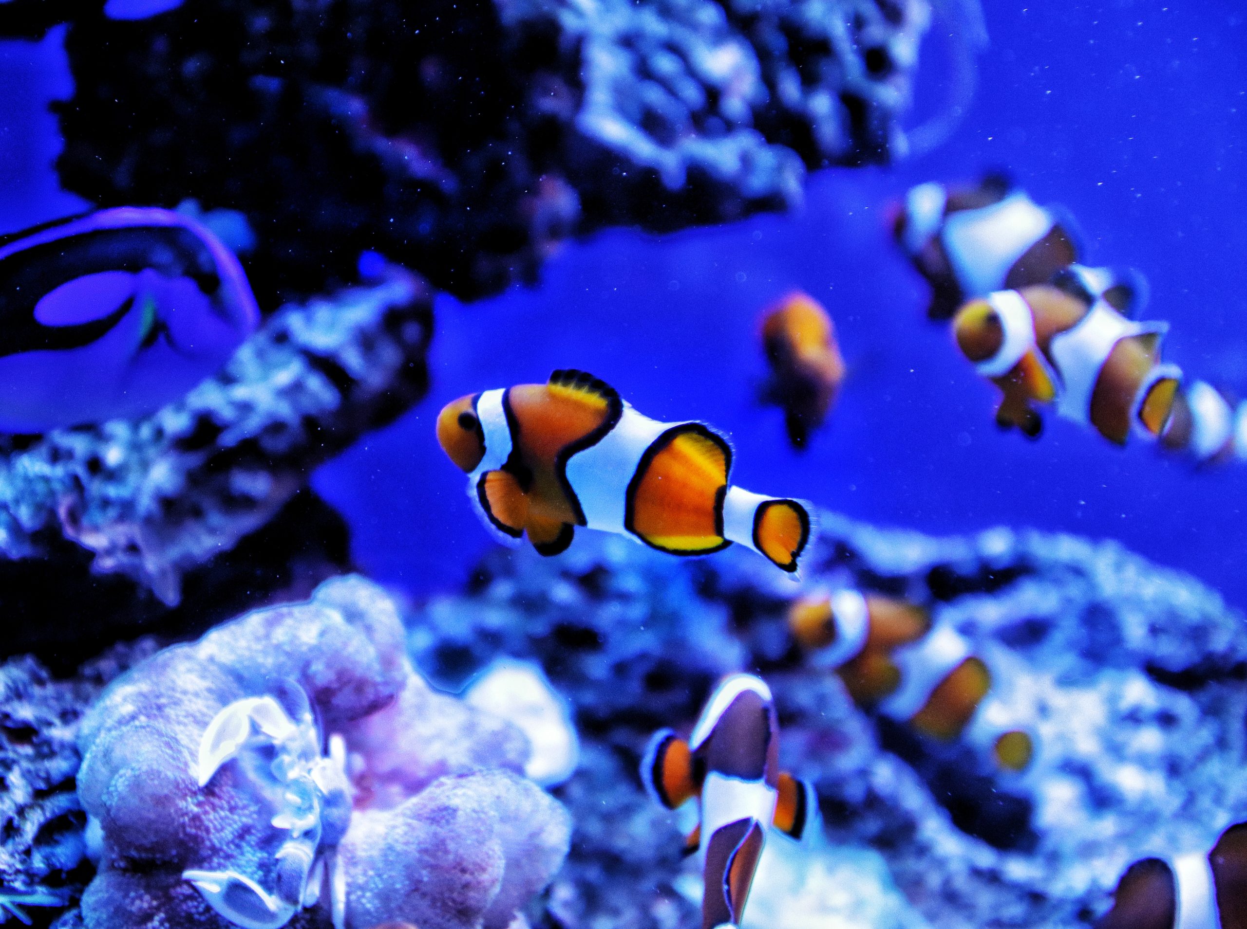 common-clownfish