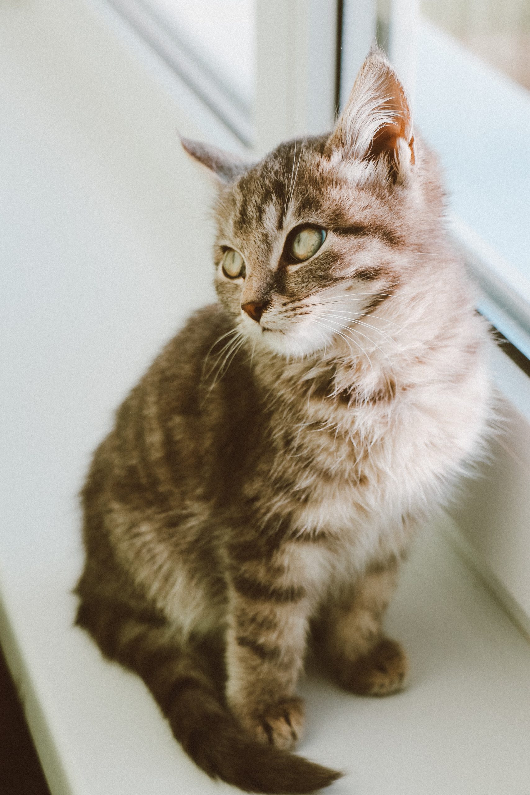 cute-cat-on-a-windowsill