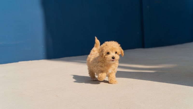 cute brown puppy running