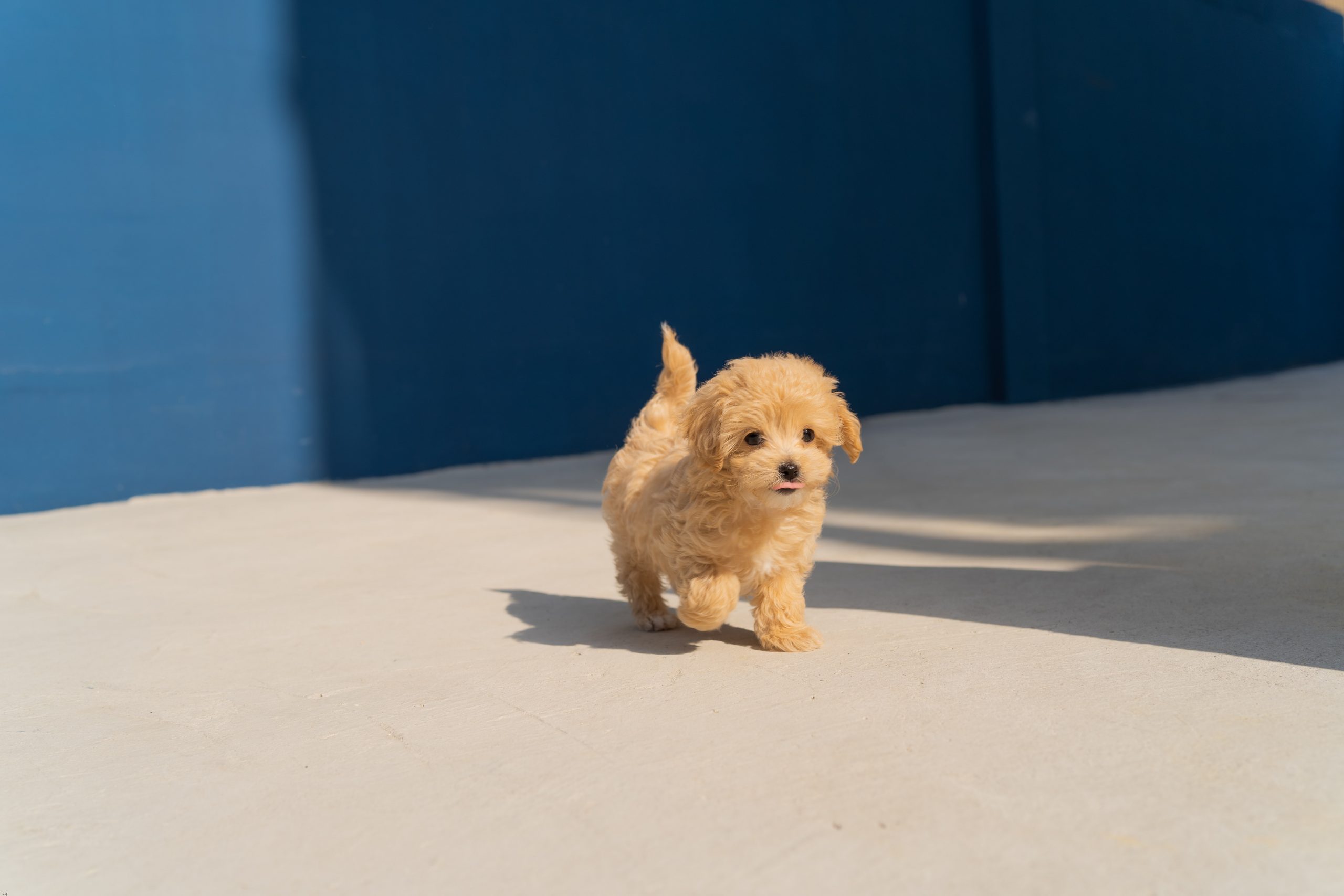 cute brown puppy running