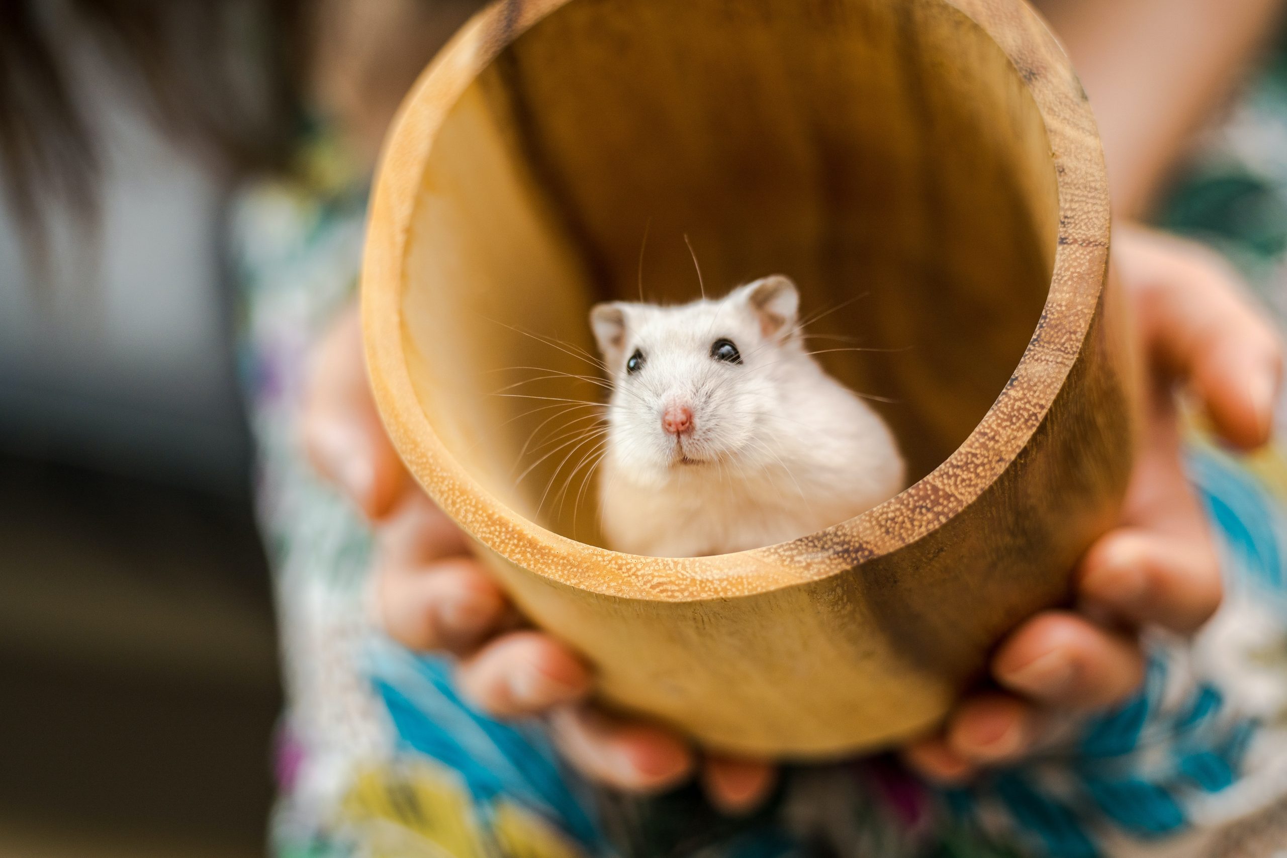 cutest-hamster