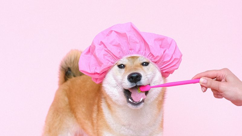 brown dog wearing pink hair cap