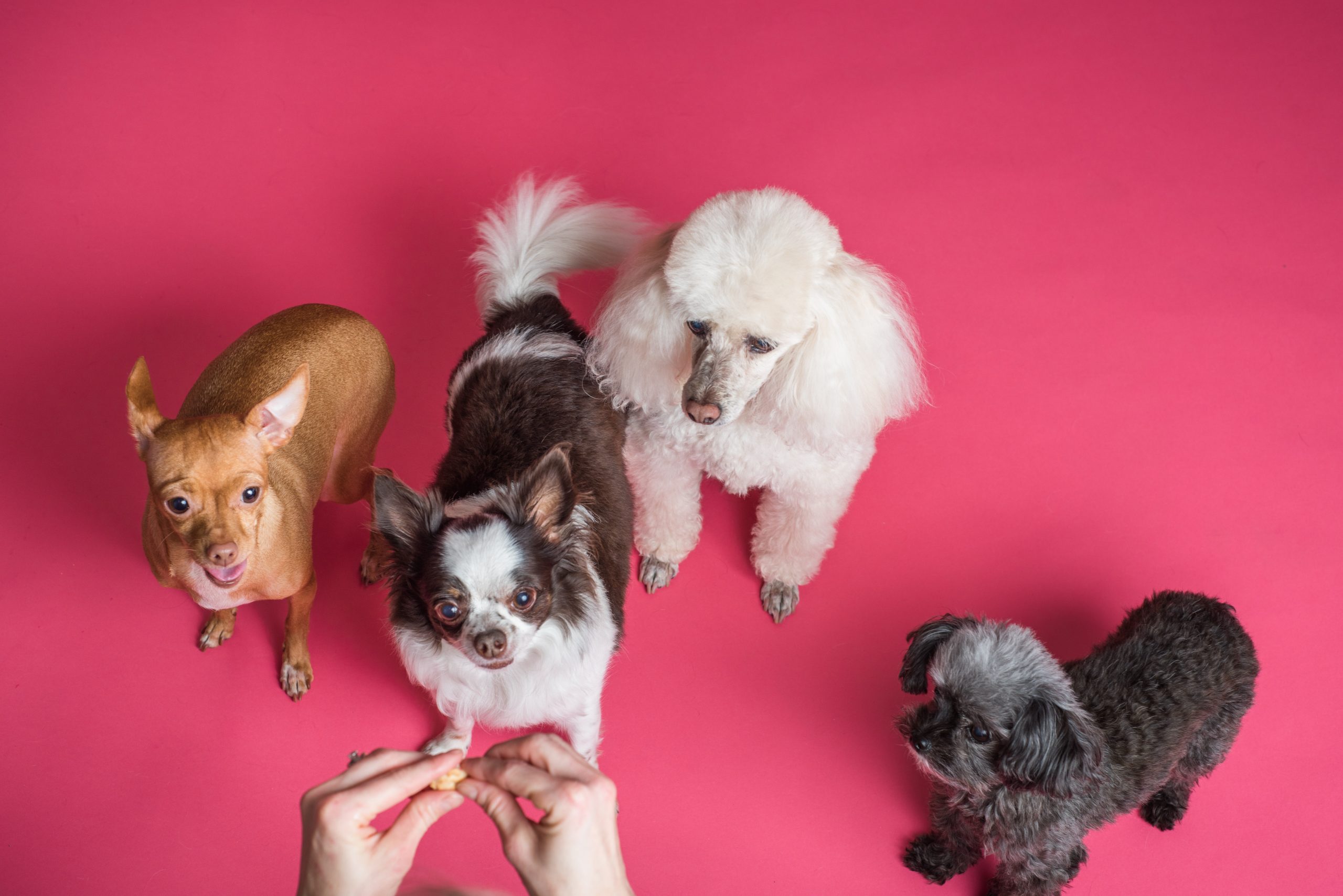 four-dogs-on-pink-background