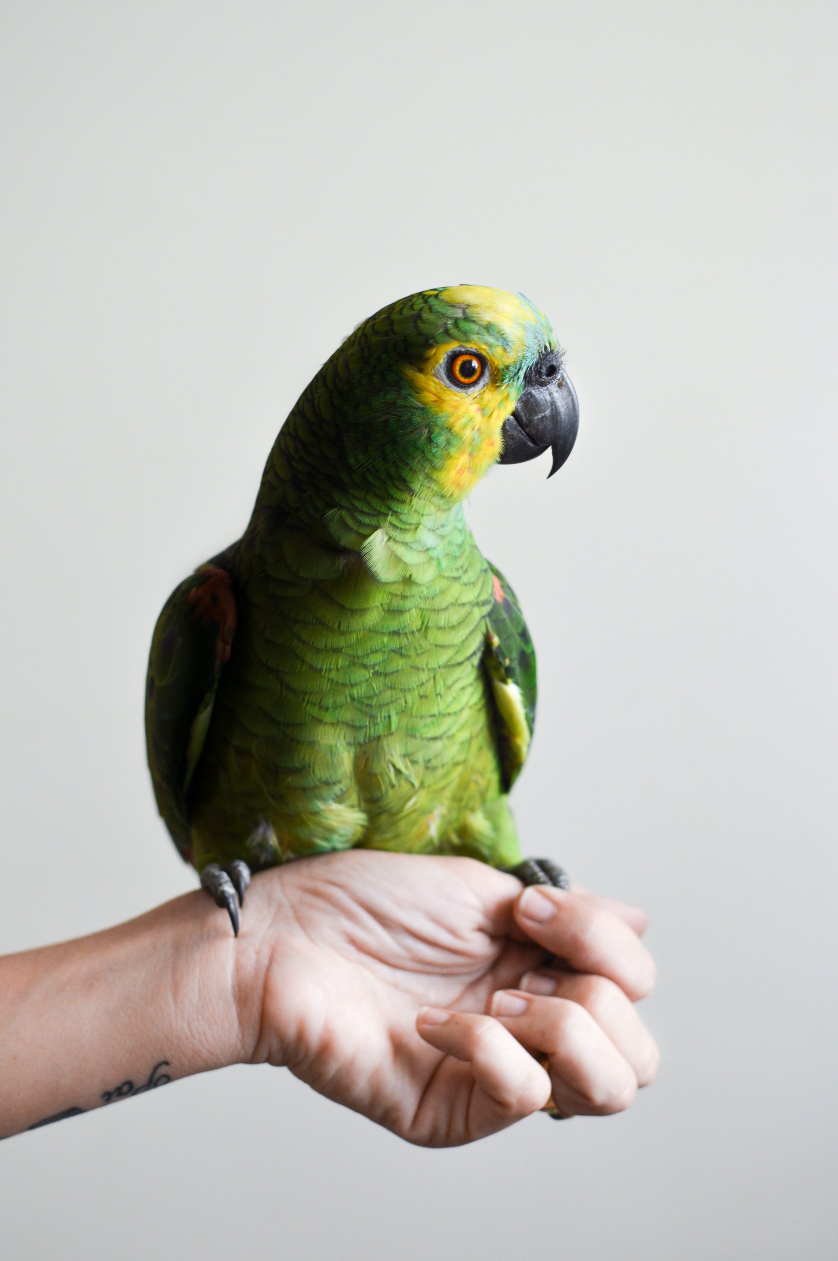 green-parrot-on-person-s-hand