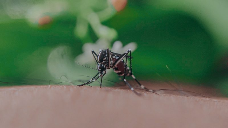 mosquito-sucking-blood-on-skin