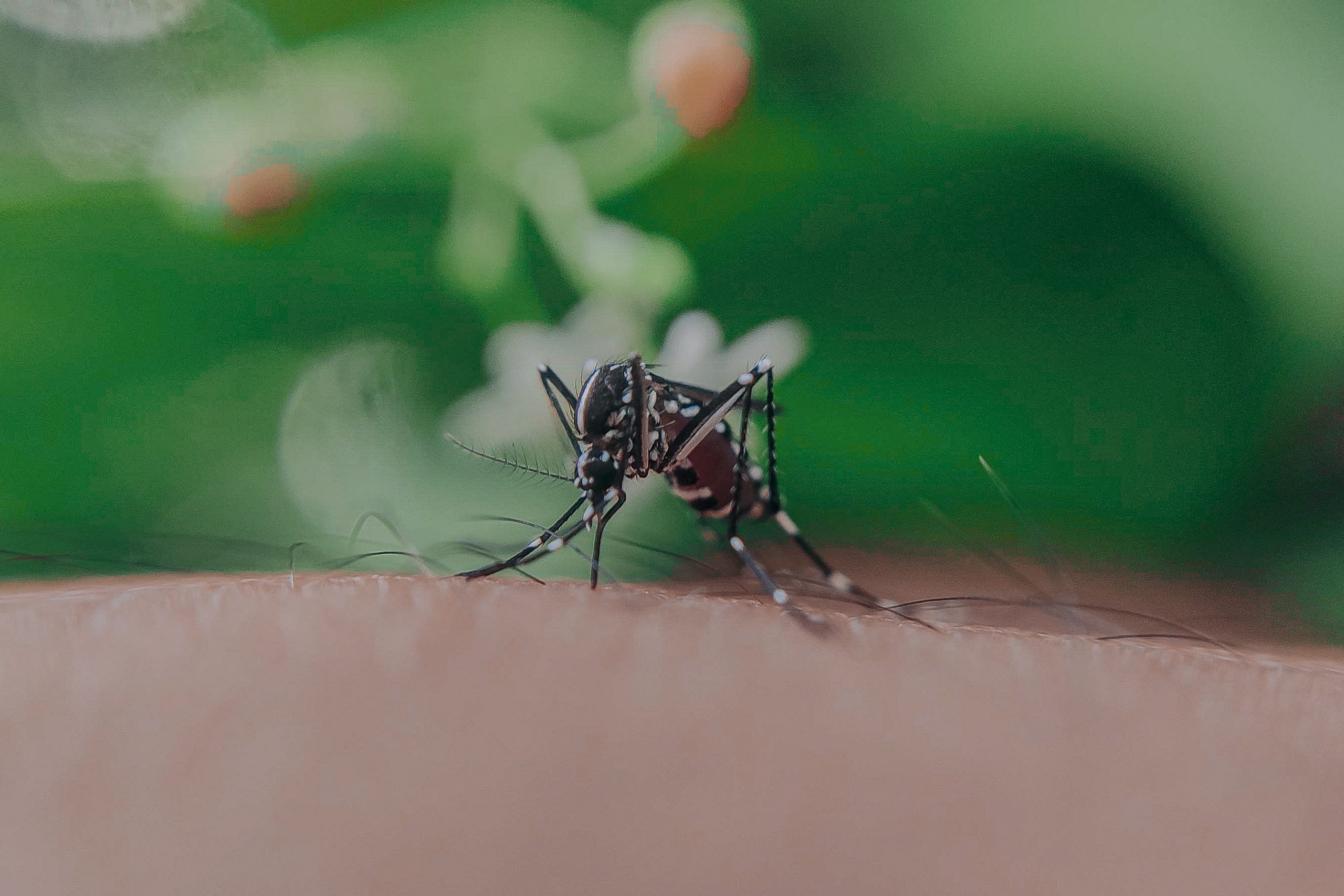 mosquito-sucking-blood-on-skin