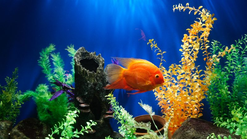 orange-fish