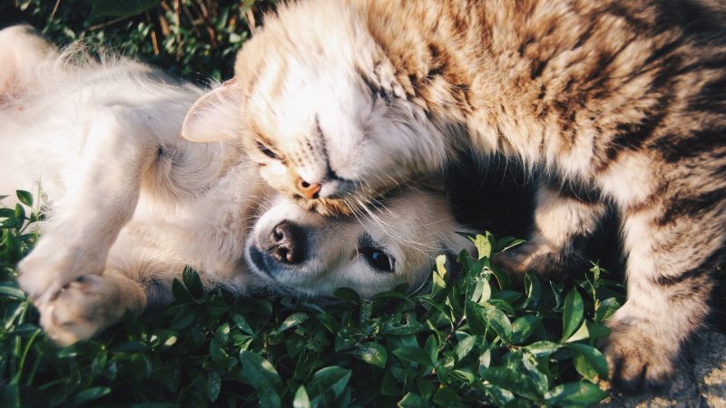 orange-tabby-cat-beside-fawn-short-coated-puppy