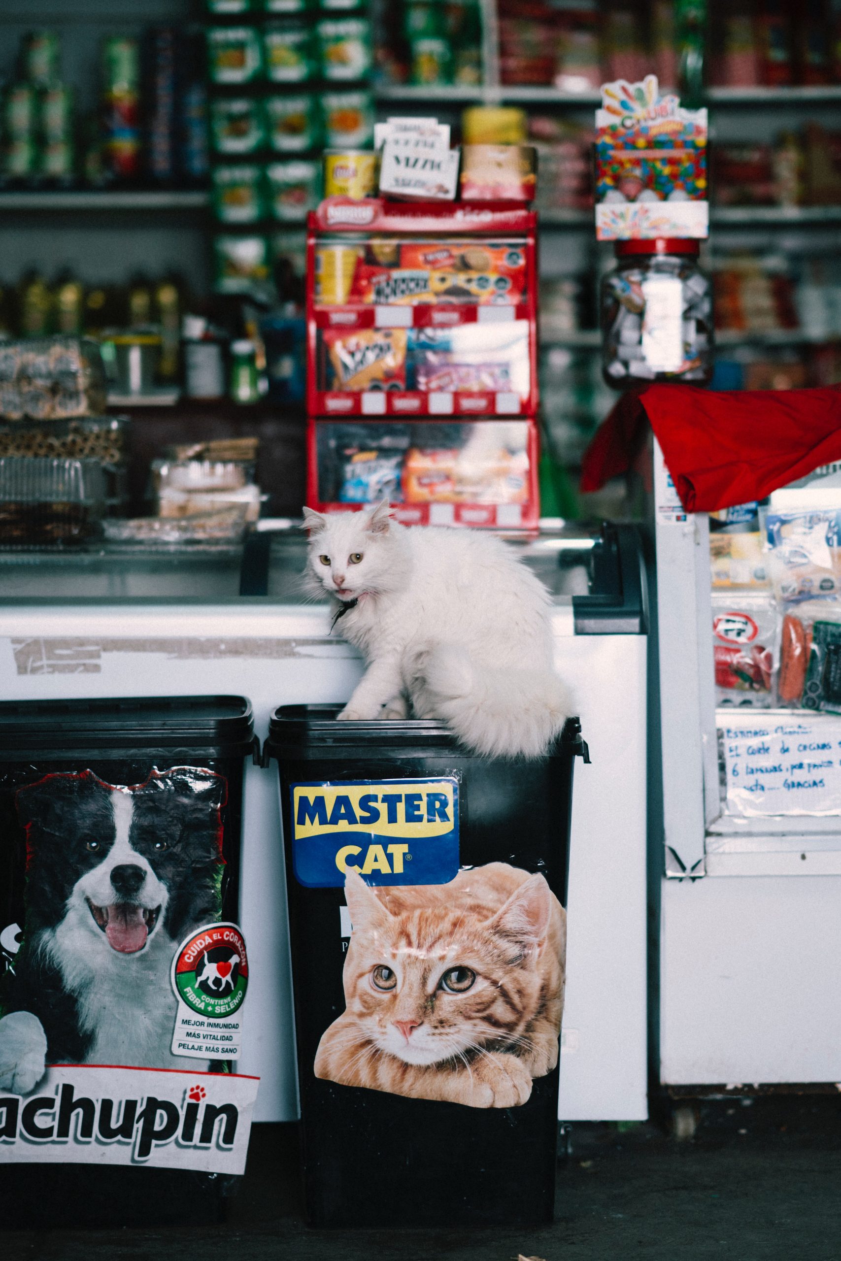 pet-cat-store