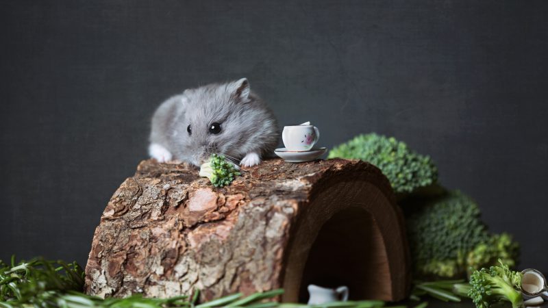 photography-of-hamster