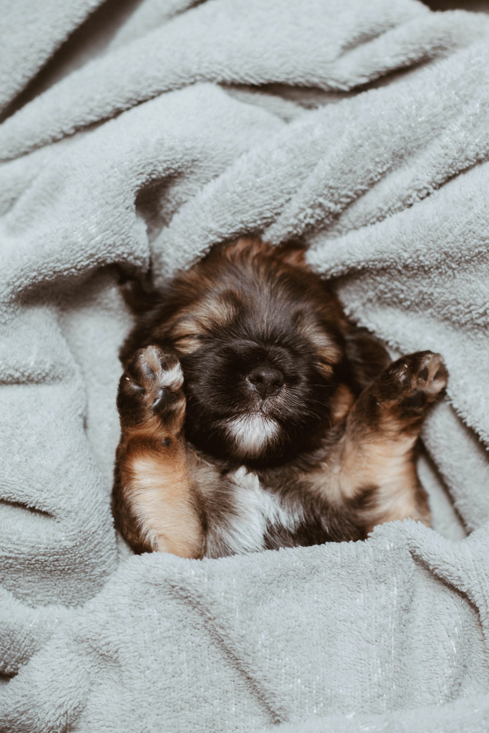puppy sleeping in a blanket