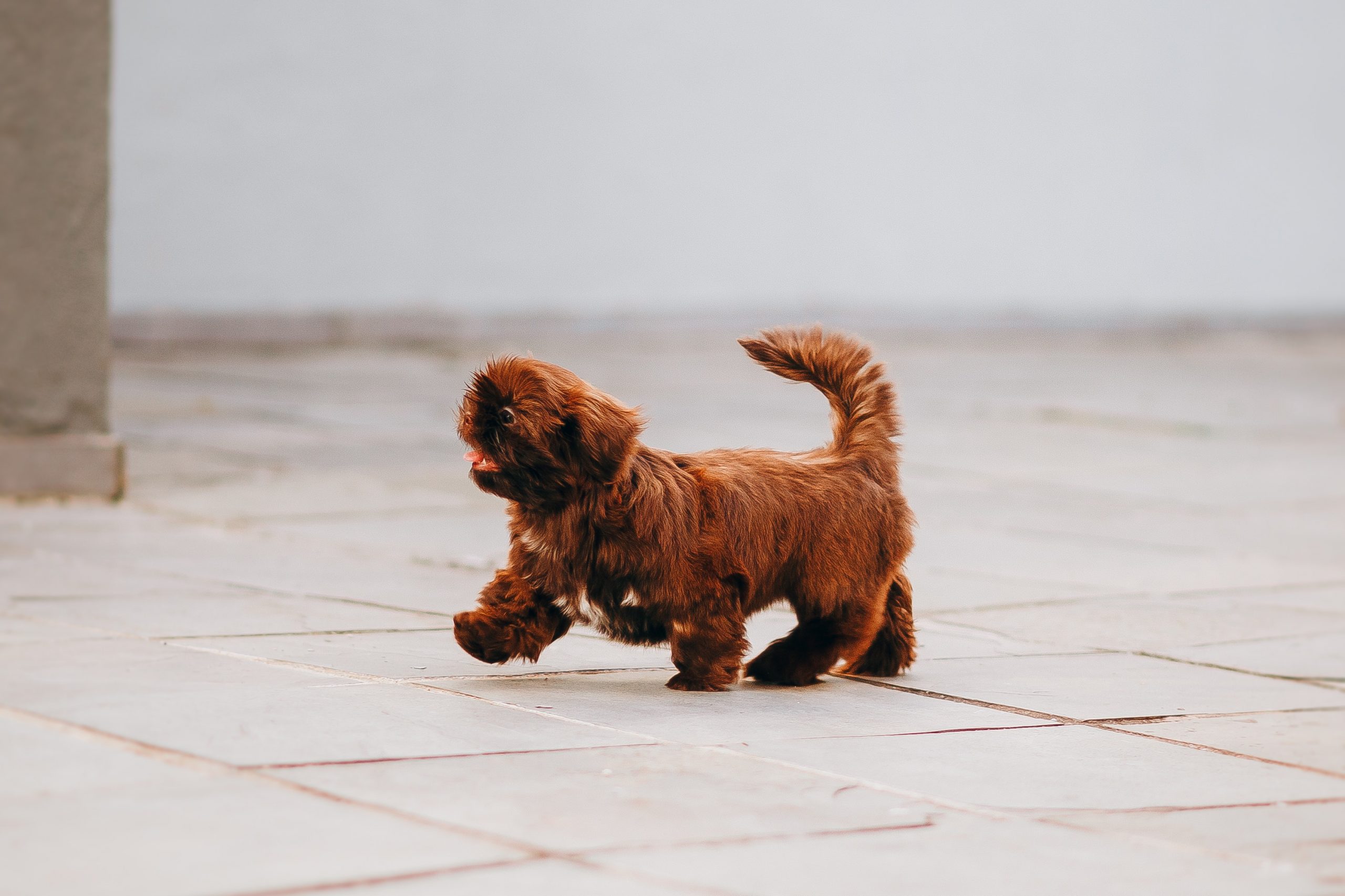 dog-walking-on-pavement-on-street