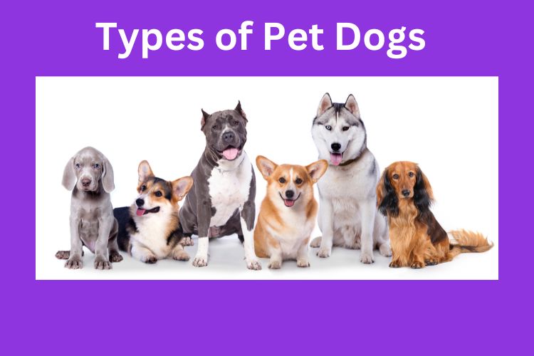 types of pet dogs