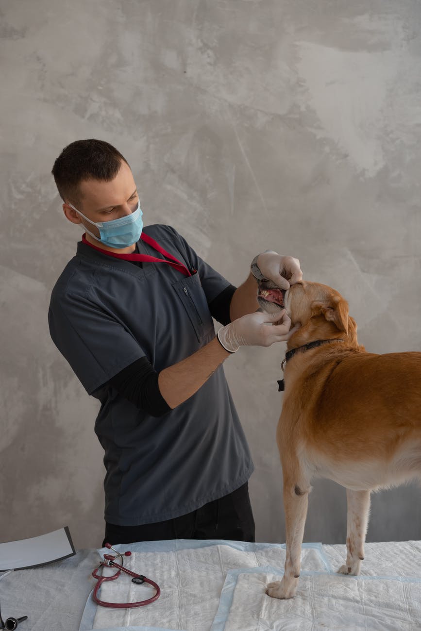 veterinary dental treatment