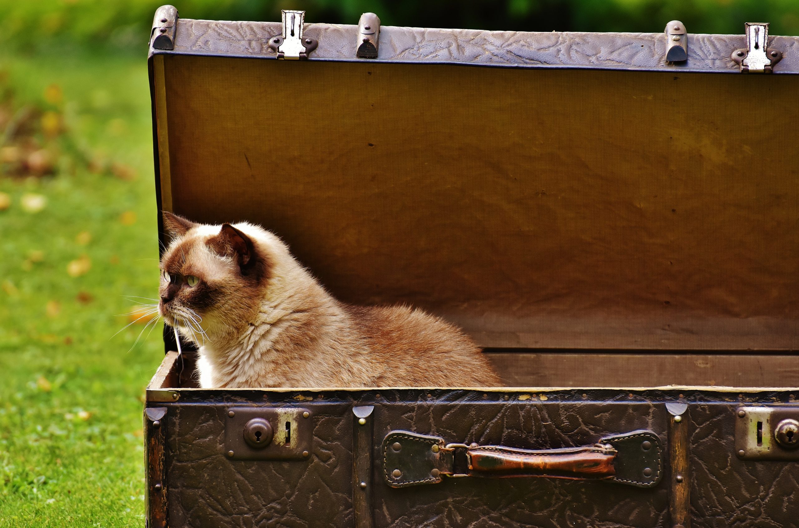 white-and-brown-siamese-cat-inside-chest-box